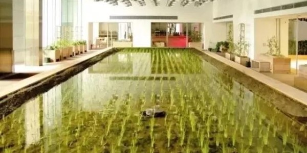 美國人把辦公桌搬進(jìn)了熱帶雨林，日本人把農(nóng)場搬進(jìn)了寫字樓！